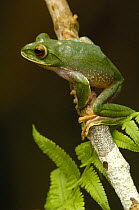 White-lipped tree frog (Boophis albilabris albilabris) female, rainforest, NE MADAGASCAR, endemic
