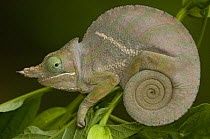 Baudrier's chameleon (Furcifer / Chameleo balteatus) female, Eastern rainforest MADAGASCAR, endemic