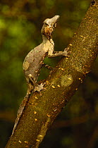Leaf-tailed gecko (Uroplatus phantasticus) Central eastern rainforest, MADAGASCAR, endemic