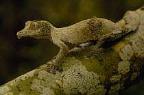 Leaf-tailed gecko (Uroplatus sikorae) rainforest,  Ankarana Special Reserve. Northern MADAGASCAR, endemic