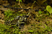 Warty green burrowing frog (Scaphiophryne marmorata) found along the eastern humid and rain forests as well as the Tsingy of Bemaraha on the west of MADAGASCAR, endemic