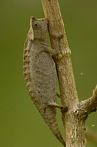 Thiel's pygmy / Thumb-nail / dwarf chameleon (Brookesia thieli) Central-eastern rainforests of MADAGASCAR, endemic