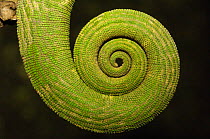 Close up of coiled Chameleon tail, MADAGASCAR