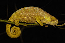 Hilleniusi chameleon (Calumma hilleniusi) female in night sleeping position, South-central MADAGASCAR, endemic