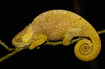Hilleniusi chameleon (Calumma hilleniusi) female in  night sleeping position, South-central MADAGASCAR, endemic