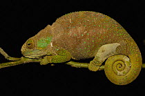 Hilleniusi chameleon (Calumma hilleniusi) male in night resting position, South-central MADAGASCAR, endemic