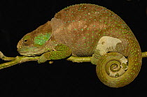 Hilleniusi chameleon (Calumma hilleniusi) male in night sleeping position, South-central MADAGASCAR, endemic