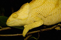 Parson's chameleon (Calumma / Chamaeleo parsonii parsonii) female in night sleeping position, eastern rainforests from Ranomafana National Park south to Andohahela. MADAGASCAR, endemic