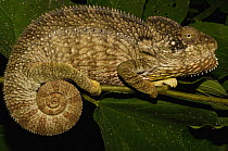 Oustaleti chameleon (Furcifer oustaleti) resting at night, Loky-Manambato - Daraina. Northern MADAGASCAR, endemic