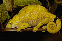 Globe headed / Globular chameleon (Calumma globifer) female sleeping at night. Eastern forest within the Anjozorabo corridor to Ranamofana National Park. MADAGASCAR, endemic