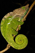 O'shaughnessy's chameleon (Calumma oshaughnessyi)  night time sleeping position, Andohahela National Park, MADAGASCAR, endemic