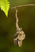 Green-eared chameleons (Calumma malthe) hanging upside down mating, larger male on right, rainforest, MADAGASCAR, endemic
