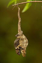 Green-eared chameleons (Calumma malthe) hanging upsid edown mating, larger male on right, rainforest, MADAGASCAR, endemic