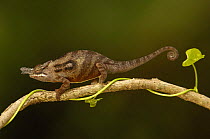 Lesser chameleon (Furcifer minor) male, Ambohijanahary Special Reserve, MADAGASCAR, endemic
