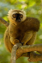 Sanford's brown lemur (Eulemur fulvus sanfordi) Male, Ankarana Special Reserve. Northern MADAGASCAR, endemic