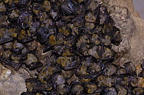 Madagascar Rousette Tongue clicking bats (Rousettus madagascariensis) in a cave at Ankarana Special Reserve. nw MADAGASCAR