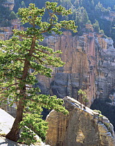 Kaibab limestone spire, North Kaibab trail, North Rim, Grand Canyon National Park, Arizona, USA with Pinyon pine {Pinus edulis} and Utah juniper {Juniperus osteosperma}