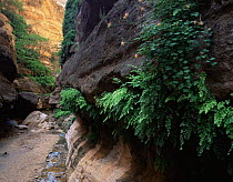 Saddle Canyon, Grand Canyon NP, Arizona, USA with Maidenhair ferns {Adiantum capillus veneris} and Top hat columbines {Aquilegia desortorum} growing on moist canyon walls.