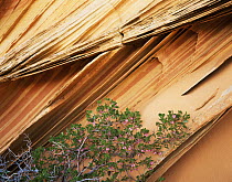 Delicate sandstone fins of petrified sand dune, Paria Canyon-Vermilion Cliffs Wilderness, Arizona, USA with flowering Pointleaf manzanita {Arctostaphylos pungens}