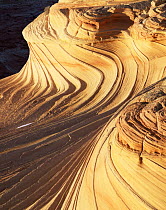 Petrified sand dunes with eroded sandstone bands, Paria Canyon-Vermilion Cliffs Wilderness, Arizona, USA