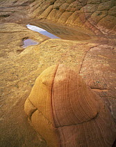 Petrified sand dunes with eroded sandstone bands and rain-filled pot holes, Paria Canyon-Vermilion Cliffs Wilderness, Arizona, USA