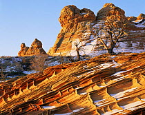 Petrified sand dunes with eroded cross hatch sandstone strata at dawn, Paria Canyon-Vermilion Cliffs Wilderness, Arizona, USA with first winter snow and Juniper bushes {Juniperus osteosperma}