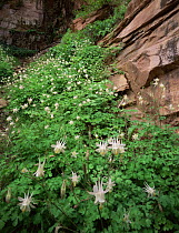 Flowering Alcove columbines {Aquilegia micrantha} Paria Canyon-Vermilion Cliffs Wilderness, Arizona, USA