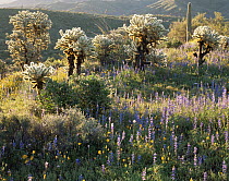 Teddy Bear cholla cactus {Opuntia bigelovii}, Lupins {Lupinus sparsiflorus}, Californian poppies {Eschscholtzia californica} and Bottlebush {Encelia farinosa} flowering, Superstition Mountains, Arizon...