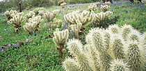 Teddy Bear cholla cactus {Opuntia bigelovii}and Lupins {Lupinus sparsiflorus}, Tonto National Forest, Superstition Mountains, Arizona, USA