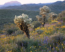 Teddy Bear cholla cactus {Opuntia bigelovii}, Lupins {Lupinus sparsiflorus}, Californian poppies {Eschscholtzia californica} and Bottlebush {Encelia farinosa} flowering, Superstition Mountains, Arizon...