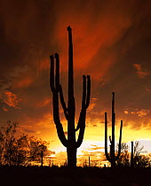 Saguaro cactus {Carnegia gigantea} at sunset silhouetted against summer storm clouds, Tucson Mountain Park, Arizona, USA