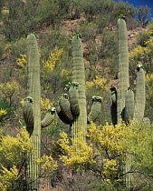 Saguaro cactus {Carnegia gigantea} flowering, Paloverde {Cercidium microphyllum} and Mesquite {Prosopis glandulosa} flowering on Bajada hillside, Hot Springs Canyon, Arizona, USA