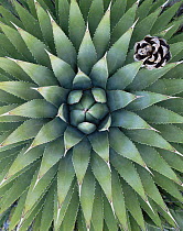 Looking down into the leaves of an Agave plant {Agave utahensis} with Pinyon pine cone {Pinus edulis}, Grand Canyon-Parashant National Monument, Arizona, USA