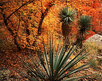 Yucca {Yucca schottii} and Bigtooth maples {Acer grandidentatum} in autumn colours, Huachuca mountains, Coronado National Forest, Arizona, USA