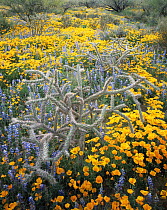 Cane cholla cactus {Opuntia versicolor}, Lupins {Lupinus sparsiflorus} and Californian poppies {Exchscholtzia californica} flowering on Quinlan mountains, Tohono O'oodham Reserve, Arizona, USA
