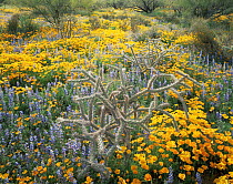 Cane cholla cactus {Opuntia versicolor}, Lupins {Lupinus sparsiflorus} and Californian poppies {Exchscholtzia californica} flowering on Quinlan mountains, Tohono O'oodham Reserve, Arizona, USA