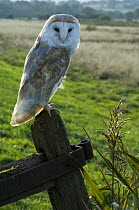 Barn owl (Tyto alba) perched on fencepost, captive, UK