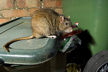 Brown Rat ( Rattus norvegicus ) on dustbin looking for food, captive, UK