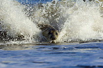 Common Seal (Phoca vitulina) surfing on wave, Lincolnshire, UK