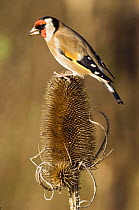 Goldfinch (Carduelis carduelis) perched on a Teasel seed head (Dipsacus genus) Hertfordshire, UK