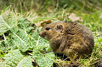 Social / Gunther's Vole (Microtus socialis) in grass, captive, native to Asia