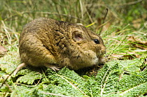 Gunther's Vole (Microtus socialis) feeding, note pale tail and almost white hind feet, captive, native to Asia