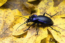 Violet Ground Beetle (Carabus problematicus) foraging among Field Maple leaves in autumn, Hertfordshire, UK