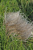 Tuft of hair from Chinese Water Deer (Hydropotes inermis) after a buck fight, Norfolk, UK