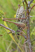 Wart Biter (Decticus verrucivorus) on thorny twig, Hungry