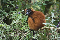 Red Ruffed Lemur (Varecia variegata rubra) captive, native to Madagascar