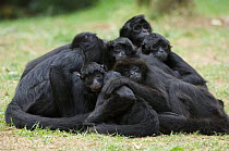 Group of Colombian Black Spider monkeys (Ateles fusciceps robustus) resting in a heap, captive, a vulnerable species native to Colombia and Panama