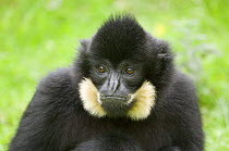 Portrait of Goldencheeked Gibbon (Hylobates concolor gabriellae) captive, native to Vietnam, Laos and Cambodia