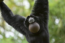 Siamang Gibbon (Hylobates syndactylus) vocalising, vocal pouch inflated, captive, native to forests of Malaysia, Sumatra and Thailand