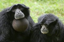 Pair of Siamang gibbon (Hylobates syndactylus) vocalising, captive, native to forests of Sumatra, Malaysia and Thailand
